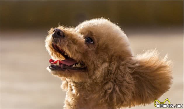 泰迪犬虽萌但太难养？饲养和训练的方法全在这里了，铲屎官学起来