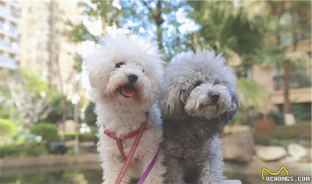 泰迪犬虽萌但太难养？饲养和训练的方法全在这里了，铲屎官学起来