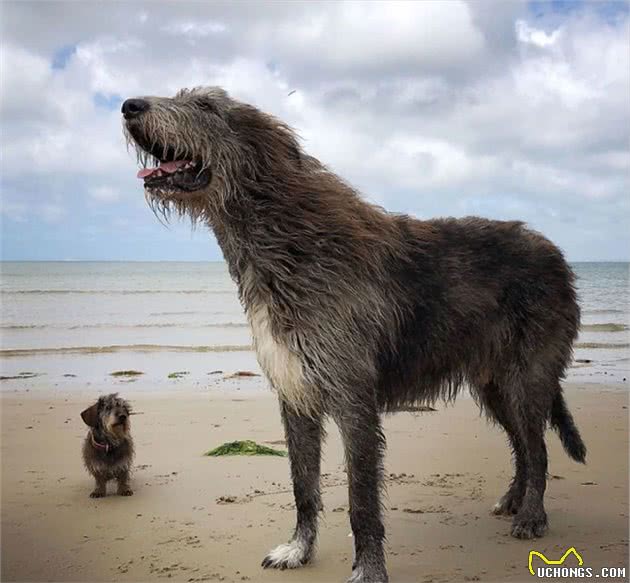 养一只巨型猎狼犬是什么体验？不像养狗，而是养了只温柔的野狼