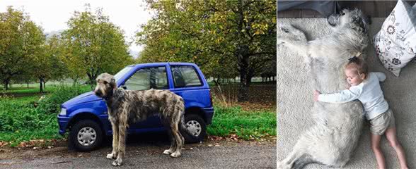 养一只巨型猎狼犬是什么体验？不像养狗，而是养了只温柔的野狼