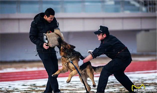 工作犬普通的一天