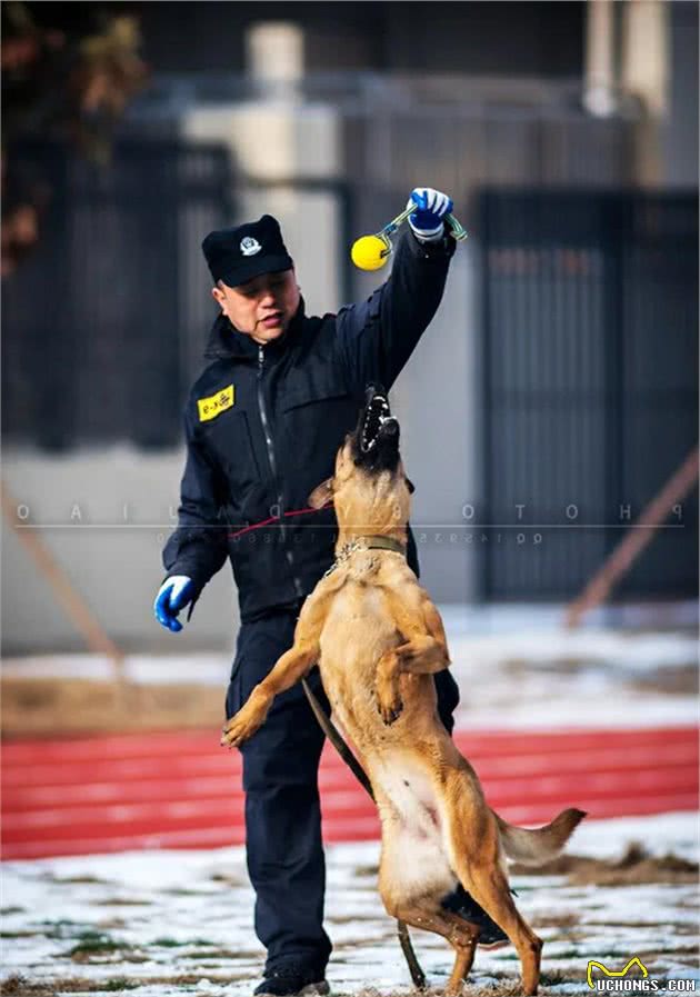 工作犬普通的一天