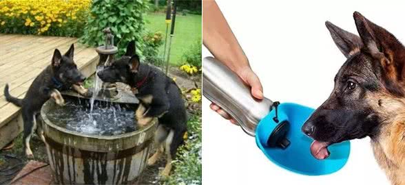 狗狗爱喝水是好事吗？