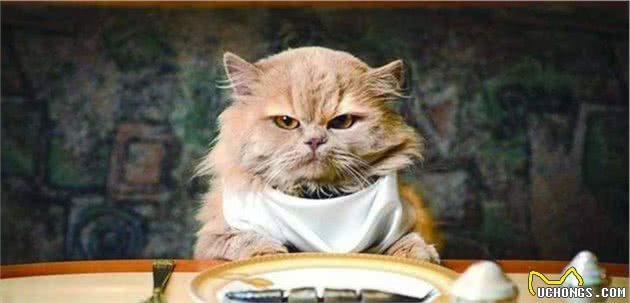 猫咪为什么会护食？猫咪护食怎么办？
