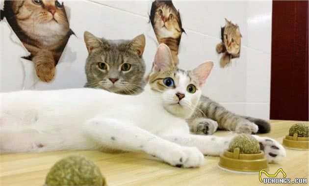 猫咪为什么会护食？猫咪护食怎么办？