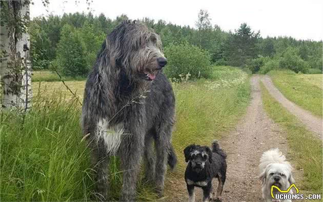 想要一只乖巧的狗狗？了解爱犬基因诉求后，问题便能迎刃而解