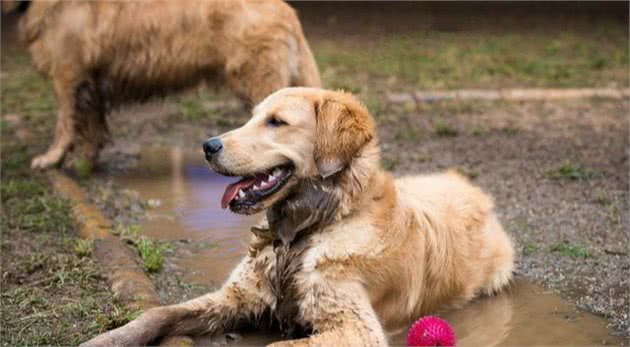 金毛犬很“完美”？曝光它这些“秘密”，饲养前请三思