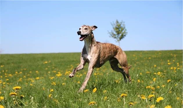 真正的运动型猎犬—惠比特犬