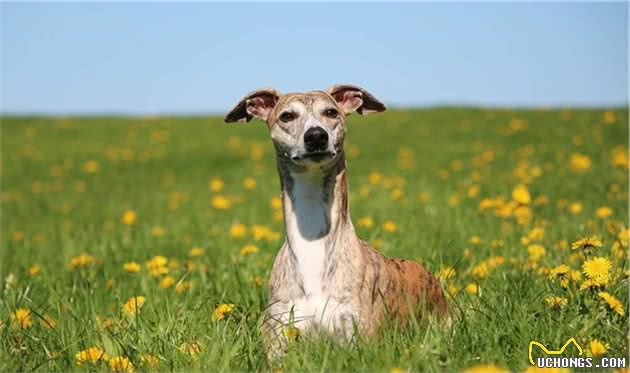 真正的运动型猎犬—惠比特犬