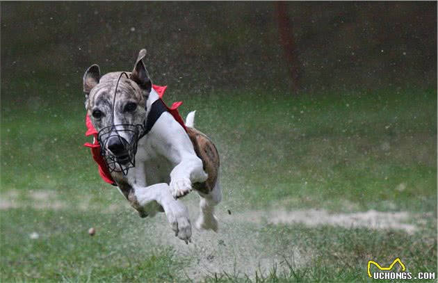 真正的运动型猎犬—惠比特犬