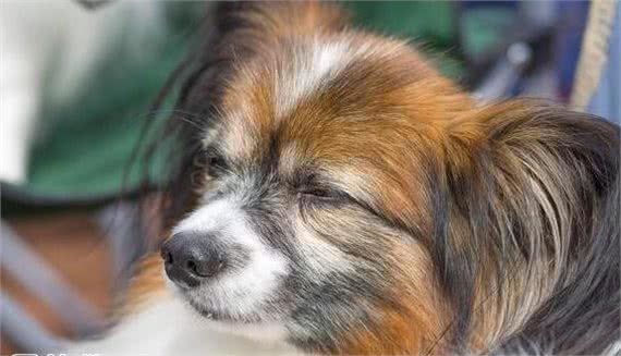 带蝴蝶犬出门溜达什么时间最合适？要注意些什么？