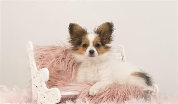 带蝴蝶犬出门溜达什么时间最合适？要注意些什么？