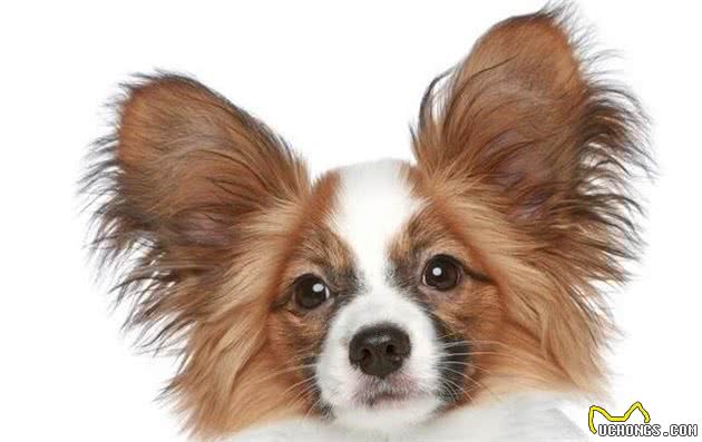 带蝴蝶犬出门溜达什么时间最合适？要注意些什么？