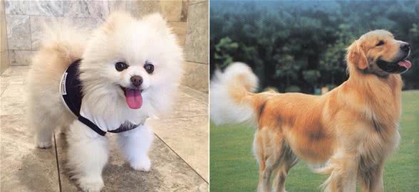 常见宠物狗品种价格大全及介绍