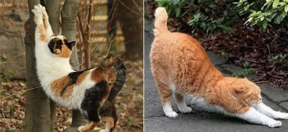 猫咪“翘屁股”，是想告诉主人这5件事，你还不知道吗？