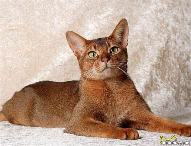 古埃及人有多爱猫？神灵一般的存在，死后会被制成木乃伊