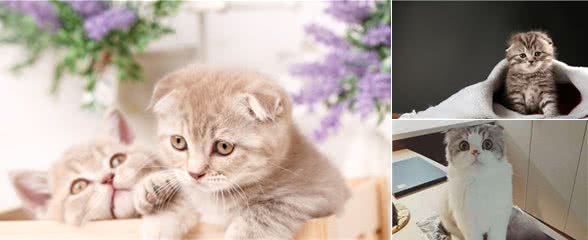 养猫为什么不要养折耳猫？这5个原因，很现实