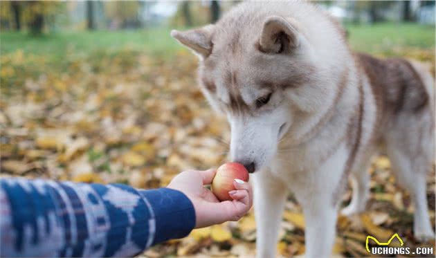 狗狗挑食怎么办？饿它3天这种方法是错误的，千万别再用了