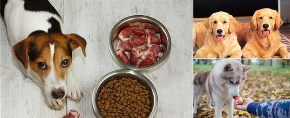 狗狗挑食怎么办?饿它3天这种方法是错误的,千万别再用了