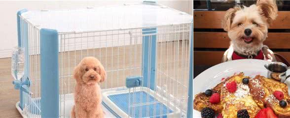 无知及不在乎的养狗，是迫害狗子的最大元凶，你对狗子做了什么
