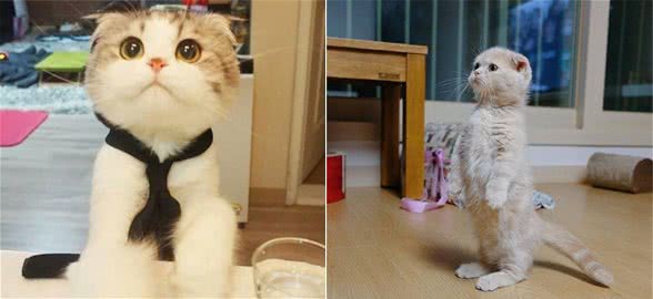 折耳猫是真的可爱，也是真的可怜