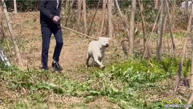 送狗狗上“宠物幼儿园”，因为太调皮，被请家长了……