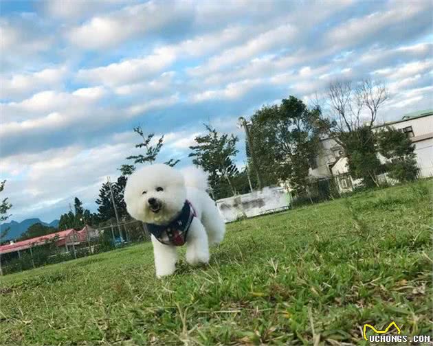 养比熊犬前需要注意四件事，如果做不到的话，劝你不要养