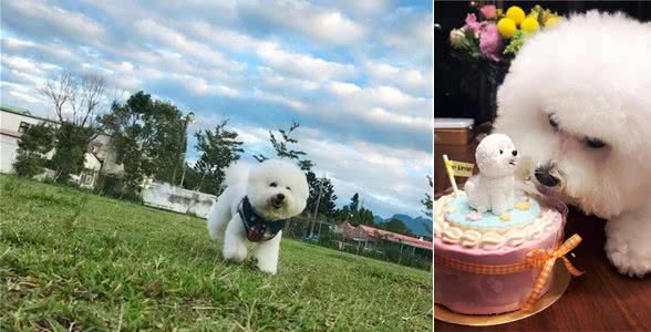 养比熊犬前需要注意四件事，如果做不到的话，劝你不要养