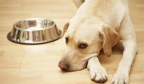 狗狗挑食、厌食、只吃零食？这些都是宠物主人一手造成的！