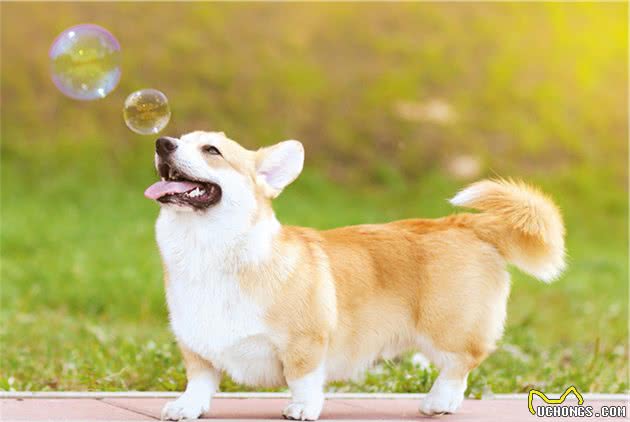 狗狗身上有蜱虫，别用镊子夹！教你正确方法，以免给狗造成伤害