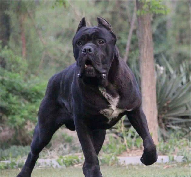 有“护卫者”称号的卡斯罗犬，值得你饲养