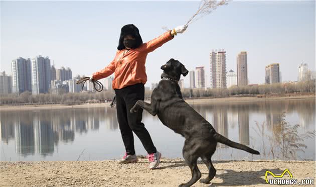 有“护卫者”称号的卡斯罗犬，值得你饲养