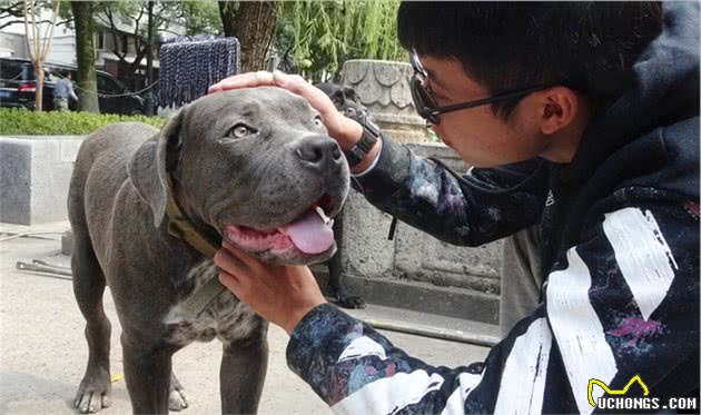 有“护卫者”称号的卡斯罗犬，值得你饲养