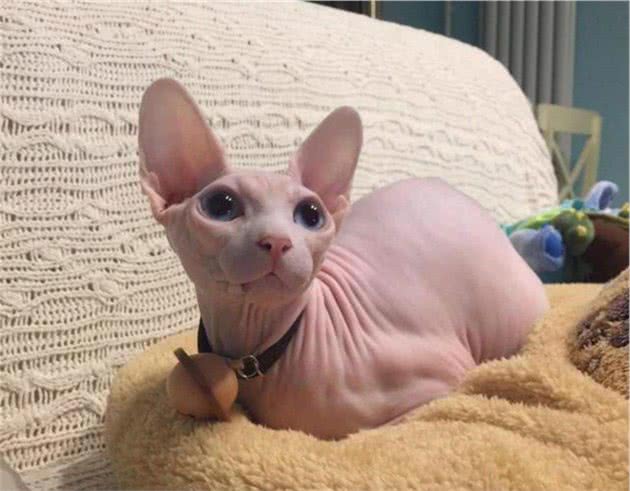 猫咪也有智商排行，这5种被公认最聪明的宠物猫，谁养谁赚到