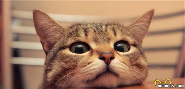 猫咪也有智商排行，这5种被公认最聪明的宠物猫，谁养谁赚到