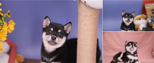 柴犬不吃东西怎么办？今日分享
