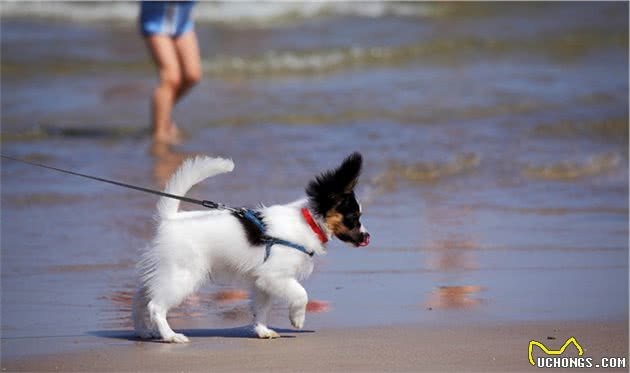 同是主人，为什么蝴蝶犬更喜欢女主人？其实是这几个原因