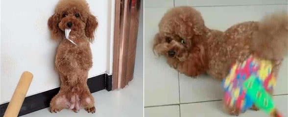 泰迪犬犯错后如何惩罚？这5招，很有效