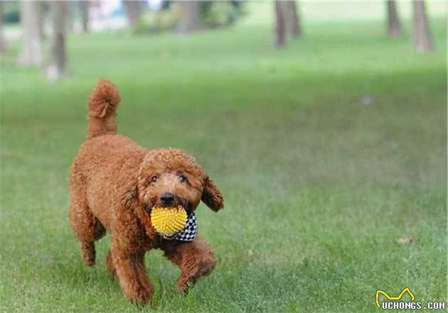 泰迪犬褪色怎么办？终于，找到了解决这个问题的方法