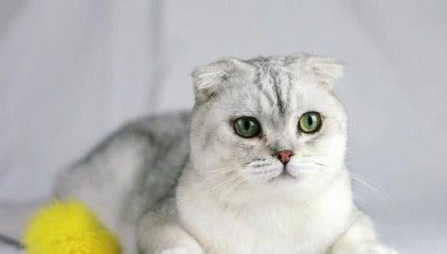 盘点一下世界上最小巧的猫咪