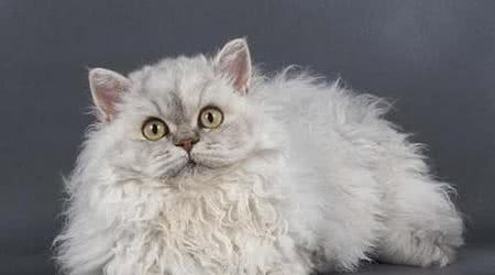 盘点一下世界上最小巧的猫咪
