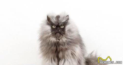 盘点一下世界上最小巧的猫咪