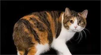 盘点一下世界上最小巧的猫咪