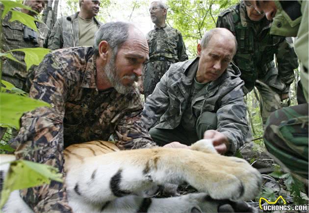 实拍东北虎猎食护院大狗，百兽之王为什么爱和狗过不去？