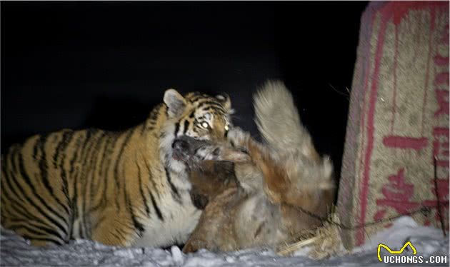 实拍东北虎猎食护院大狗，百兽之王为什么爱和狗过不去？