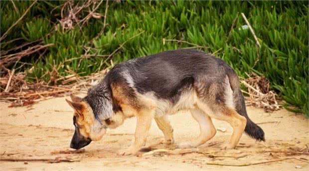 不养德国牧羊犬，你永远都不会知道这7件事，受益匪浅