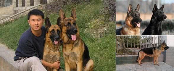 不养德国牧羊犬，你永远都不会知道这7件事，受益匪浅