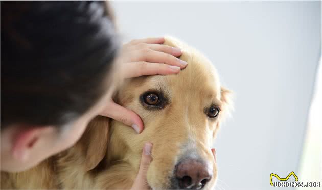 不想狗狗的眼睛失明，了解眼部知识很重要，你狗狗有这些状况吗？