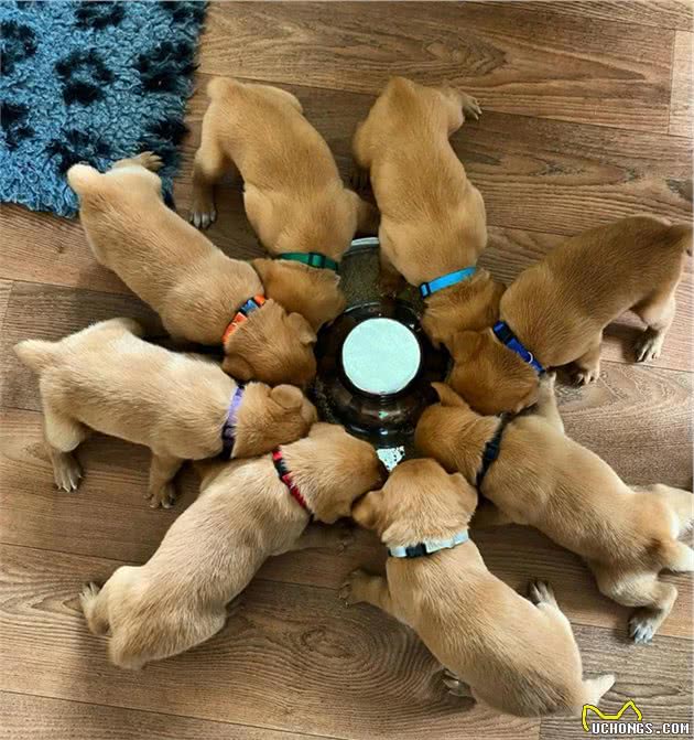 1-6月龄的幼犬该怎么喂？这些问题主人要注意