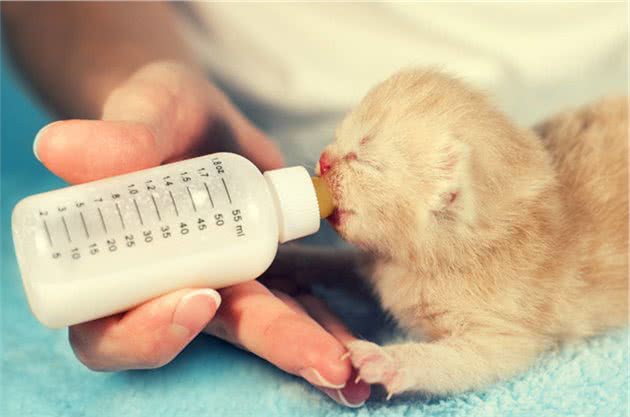 为什么提倡给猫狗喝羊奶粉？